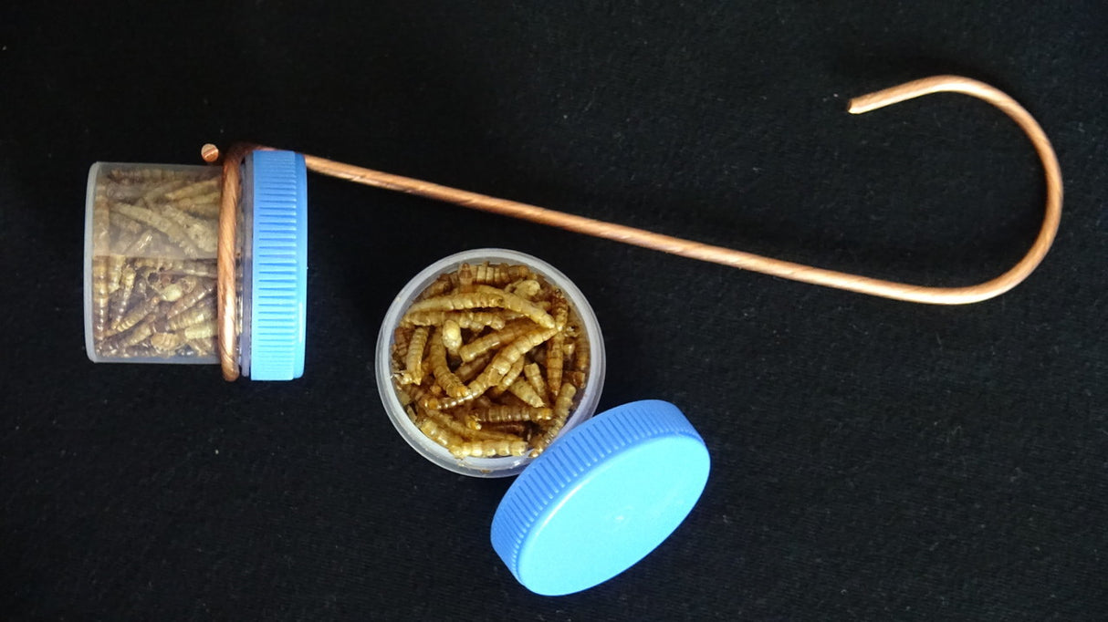 Photograph showing two clear plastic containers filled with dried mealworms and a copper wire hook against a black background the mealworms are light brown and the containers have bright blue lids