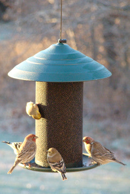 Photograph of four finches at a teal-topped bird feeder with brown seeds a blurry background and one partially visible bird clinging to the side