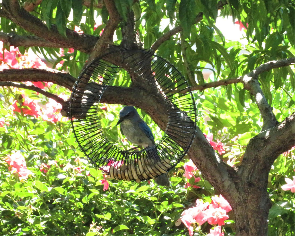 Photograph of a California Scrub-Jay perched on a circular wire bird feeder filled with peanuts amidst lush green foliage and vibrant pink flowers in a backyard garden.
