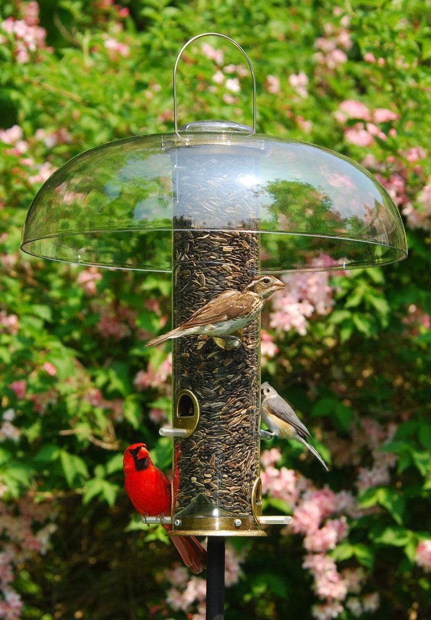 Aspects 351 Super Tube Top on feeder, protecting birds from rain and snow in a vibrant garden setting.