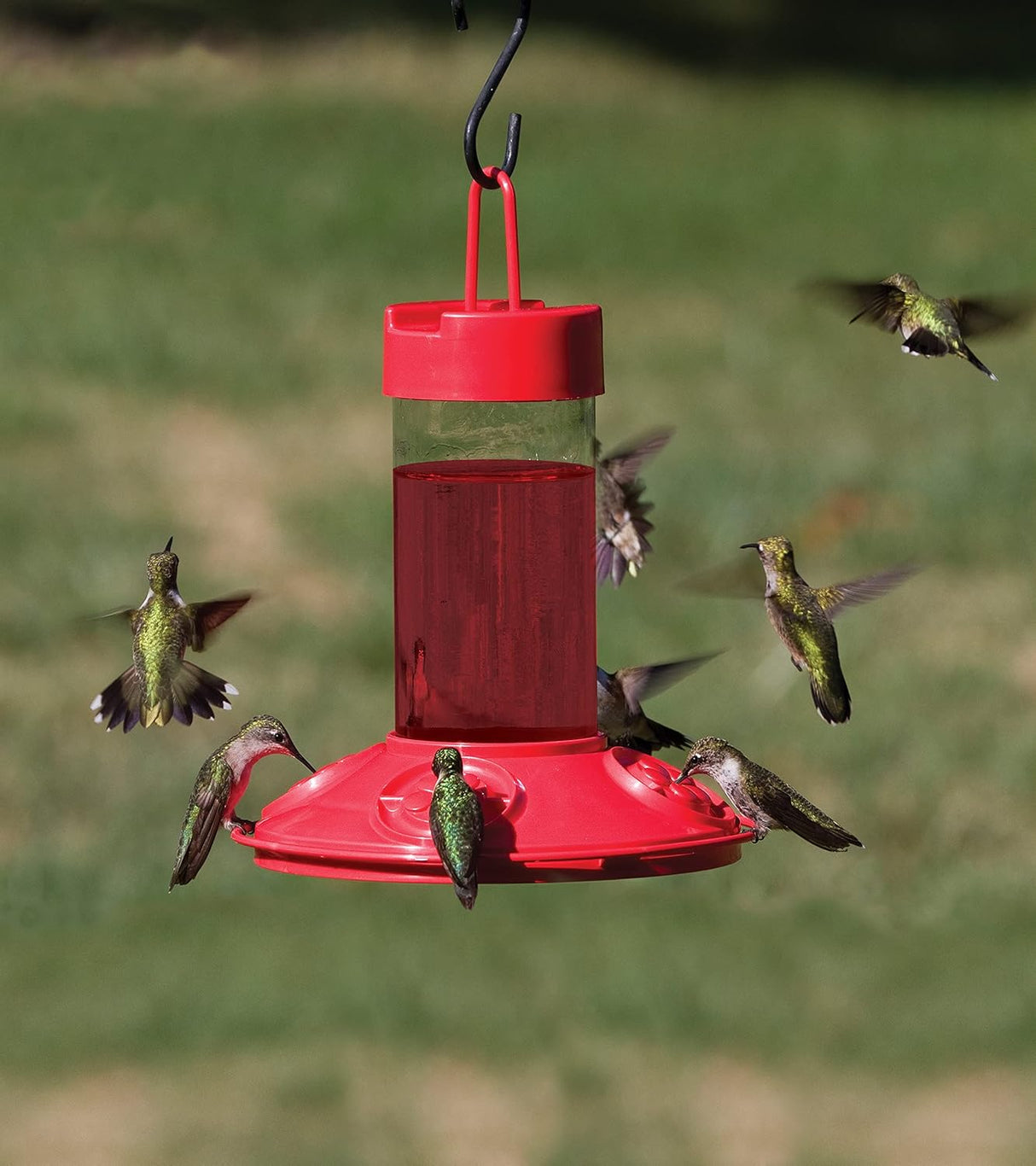 Photograph multiple hummingbirds feeding at a red hummingbird feeder in a grassy outdoor setting with vibrant red nectar and iridescent green hummingbird plumage