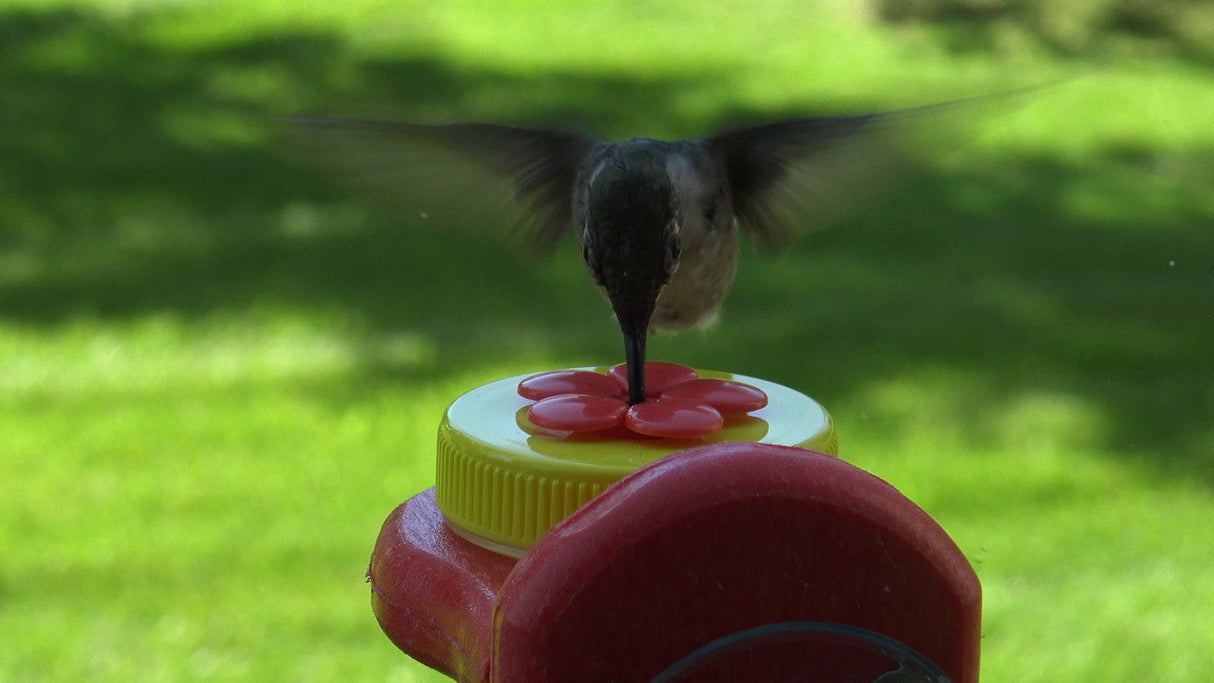 Hummingbird feeding from Nectar DOTS Window Hummingbird Feeder in yellow and red