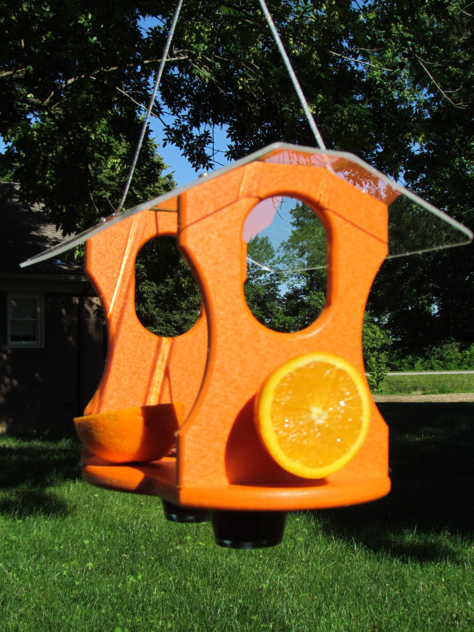 Plastic bird feeder with orange slices and a clear acrylic roof hanging from a tree in a backyard with green grass and a house in the background