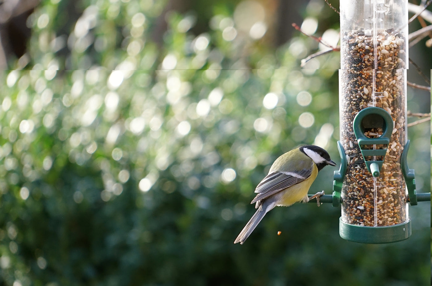 A bird feeding from a seed feeder in a garden, with sunlight reflecting off blurred green foliage.