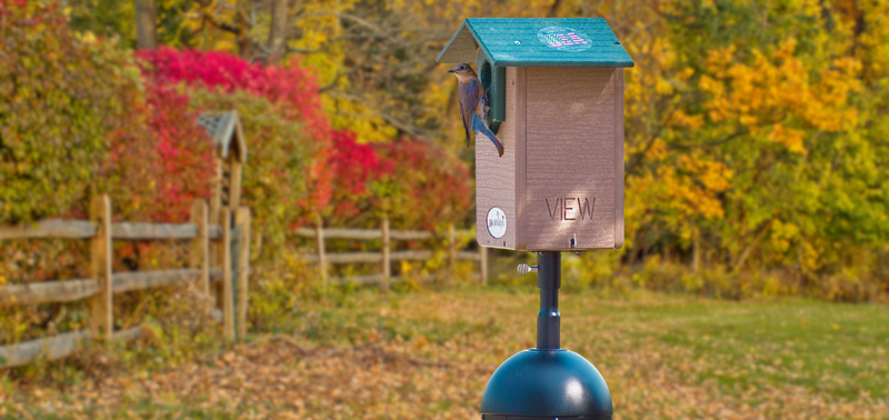 Bluebird sitting on a bluebird house