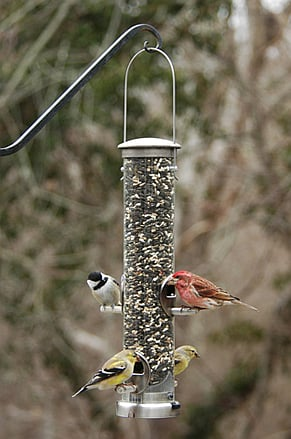 Aspects 392 Quick-Clean Seed Tube Feeder, Medium in Brushed Nickel with birds feeding.