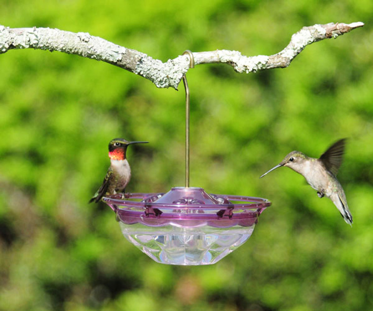 Aspects 434 HummZinger Humm Blossom Hummingbird Feeder with hummingbirds enjoying nectar in a natural setting.