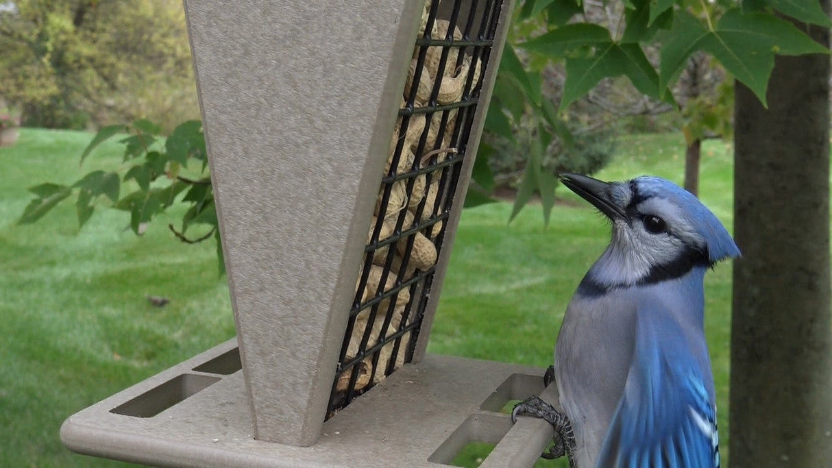 Photograph Blue Jay at backyard bird feeder filled with peanuts amidst green grass and trees with vibrant blue wing feathers and a sharp black beak