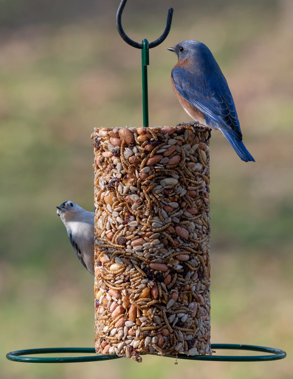 Photograph of a male eastern bluebird and a black-and-white warbler at a backyard bird feeder filled with peanuts, dried insects, and seeds showing vibrant blue feathers, a blurry green background, and a dark metal hook