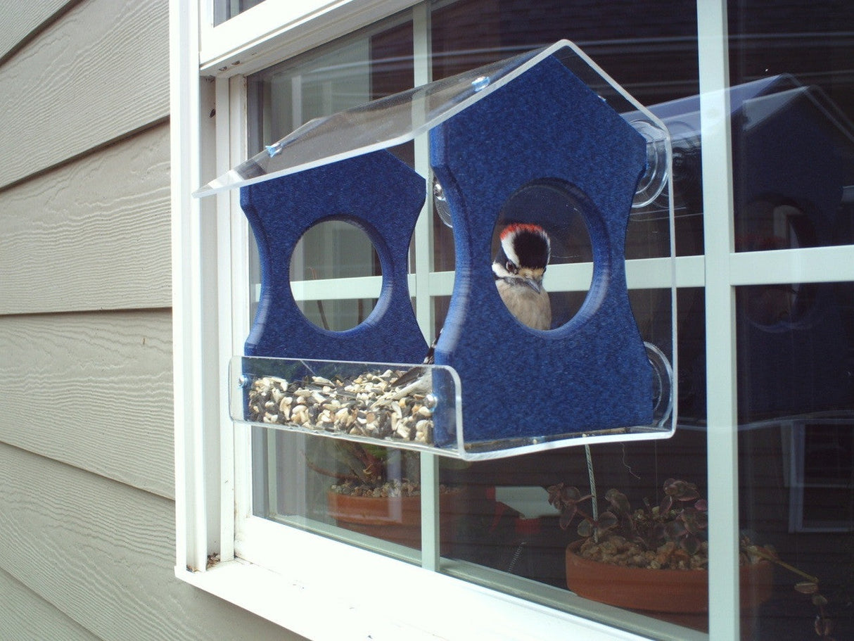 Photograph of a Downy Woodpecker at a blue and clear acrylic bird feeder attached to a window showing gray siding and potted plants