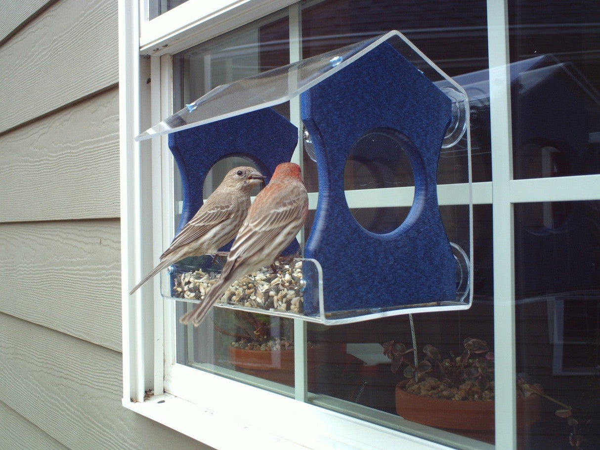 Photograph of two birds, possibly house finches, feeding at a blue and clear acrylic window bird feeder attached to a light gray house exterior featuring potted plants and window reflections
