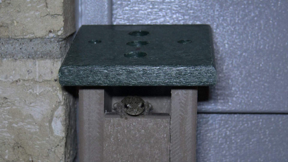Photograph of a small frog peeking from a dark gray plastic frog house next to a light beige brick wall and dark gray siding featuring a dark green textured top and five small drainage holes