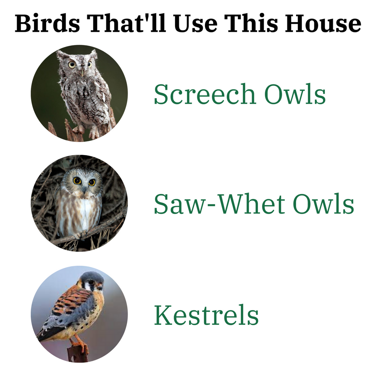 Illustration of birds that can use the JCS Wildlife Cedar Screech Owl Nest Box: Screech Owls, Saw-Whet Owls, and Kestrels.