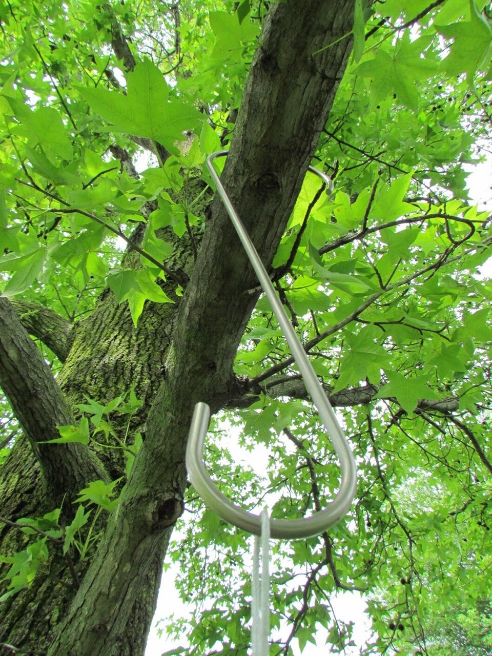 Photograph stainless steel tree hook hanging from a large tree branch with vibrant green star-shaped leaves and mossy bark a bright white sky is visible through the branches