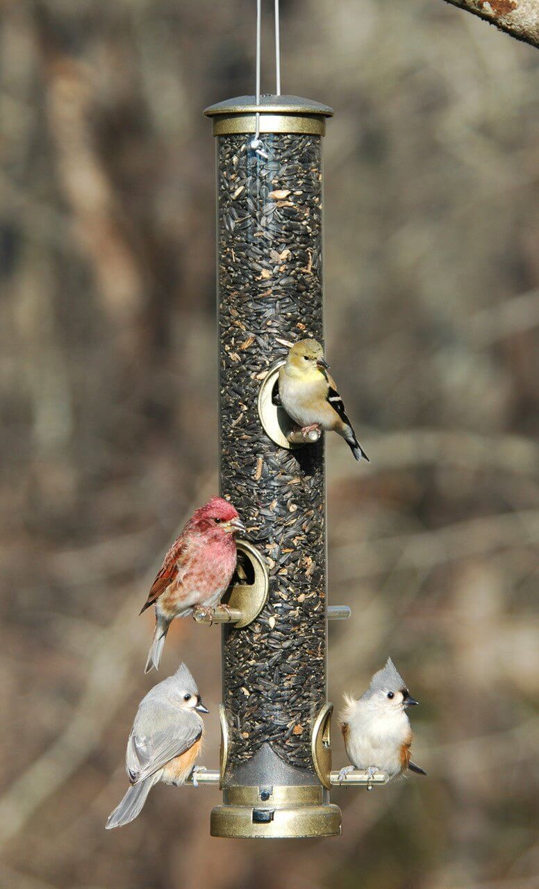 Aspects 396 Quick-Clean Seed Tube Feeder in Antique Brass with birds feeding from ports.