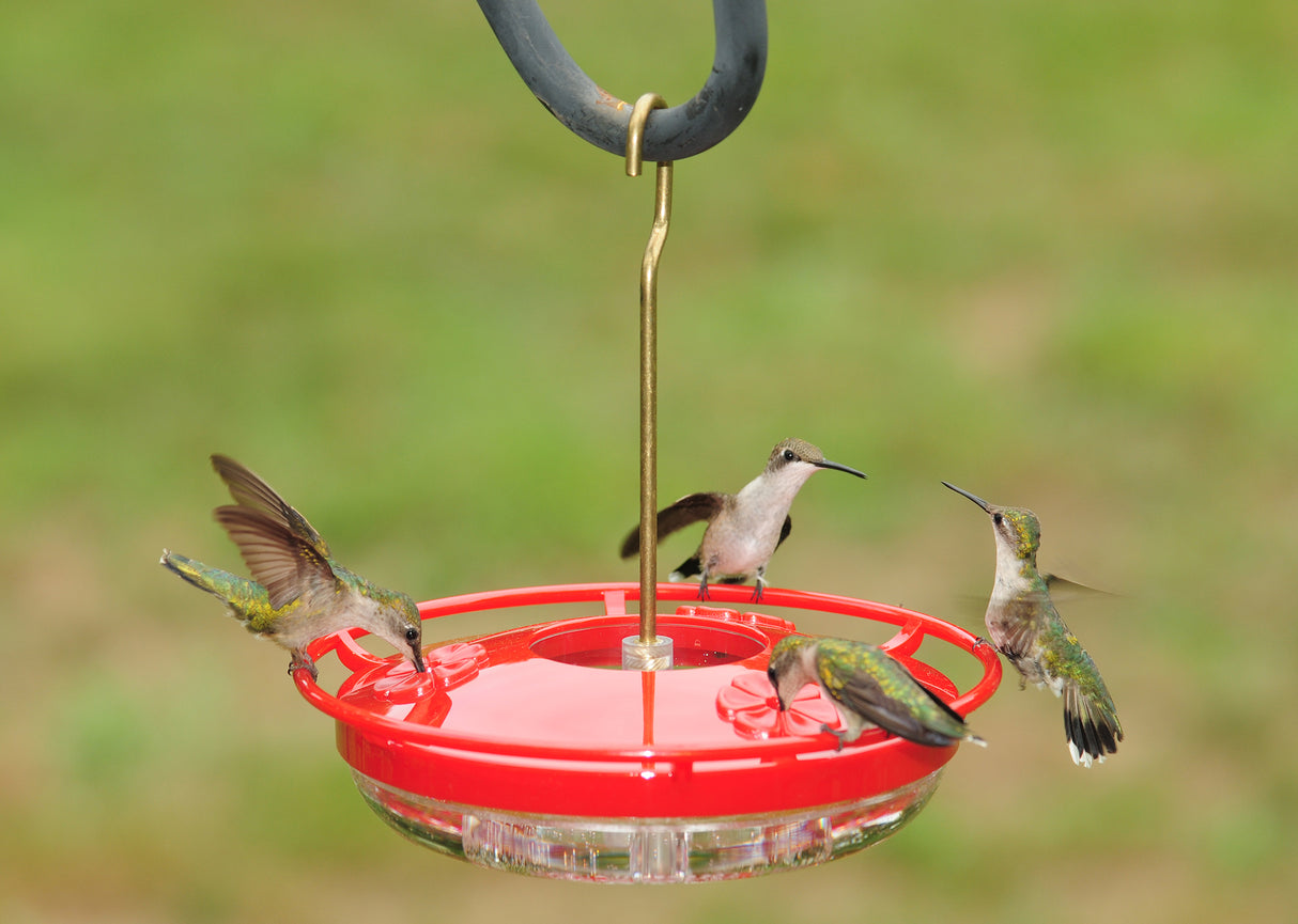 Aspects Mini HighView 8 Oz Hanging Hummingbird Feeder - 430, Red with hummingbirds feeding.