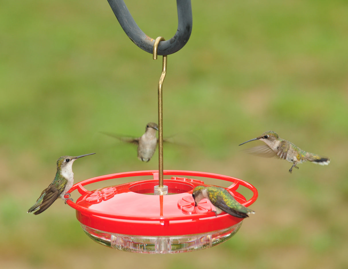 Hummingbirds feeding from the Aspects Mini HighView 8 Oz Hanging Hummingbird Feeder - 430, Red in a garden setting.