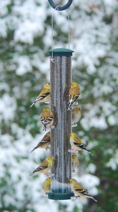 Aspects 428 Quick-Clean Nyjer Tube Feeder with multiple goldfinches feeding, surrounded by snowy scenery.