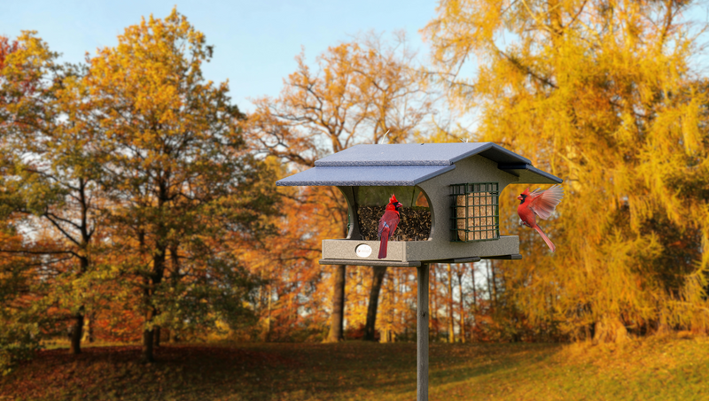 Two cardinals at a bird feeder with a golden autumn background