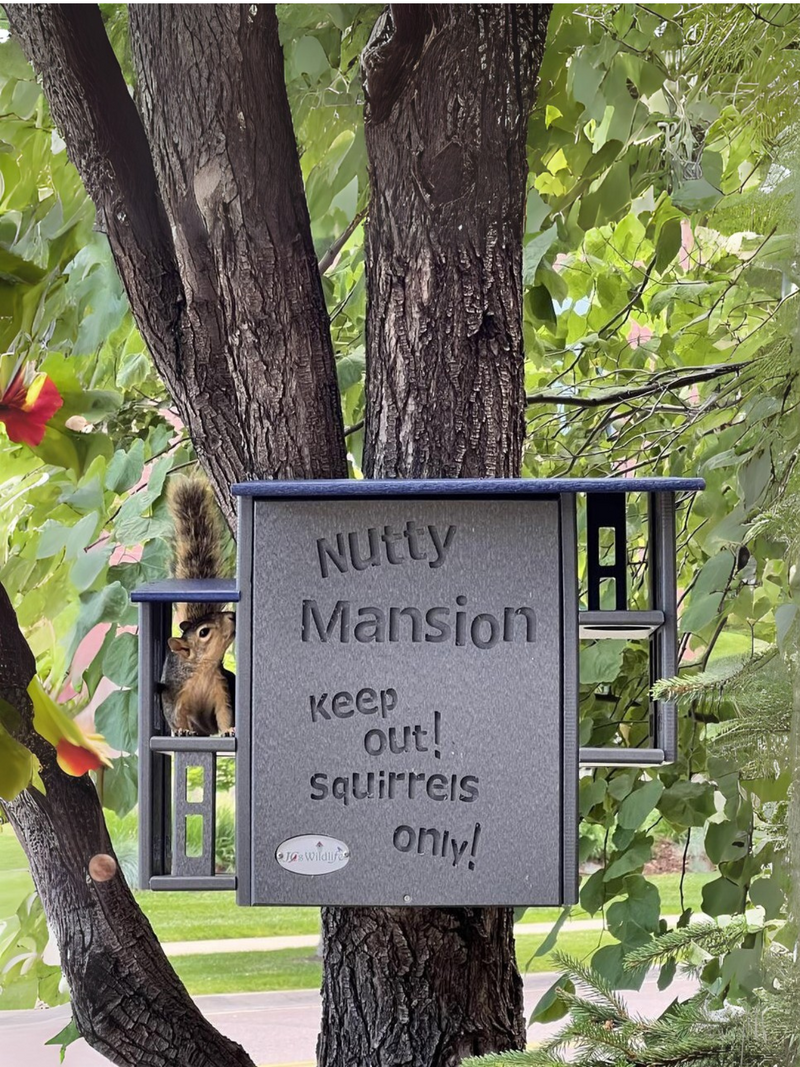 squirrel exploring a nesting box in a tree