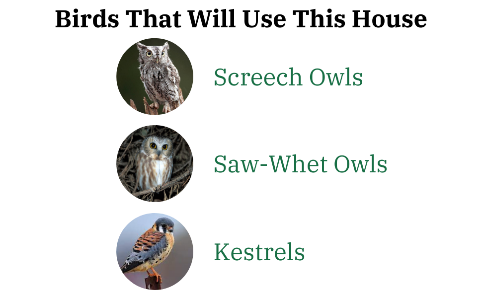 Photo collage featuring screech owls saw-whet owls and kestrels showcasing their unique plumage patterns and bright yellow eyes against various natural backgrounds