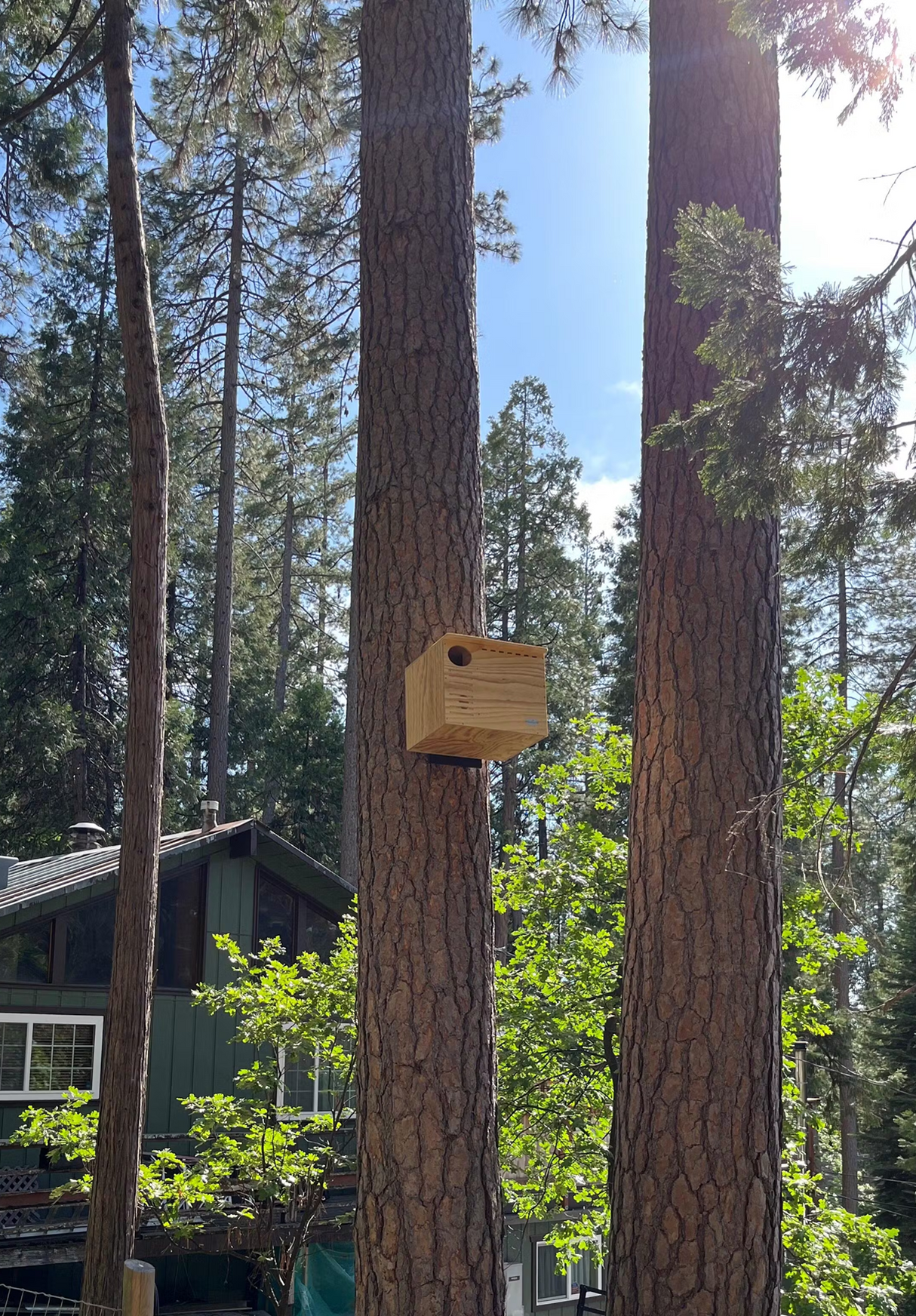 Photograph Unknown Artist a light brown wooden birdhouse mounted on two tall pine trees near a green house and lush forest with bright sunlight and shadows