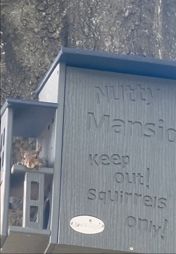 Photograph of a grey squirrel inside a grey Jo Wildilfe Nutty Mansion squirrel feeder attached to a tree featuring the words Keep Out Squirrels Only and a small, oval logo