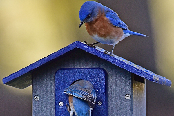Two bluebirds interacting near a birdhouse, showcasing vibrant blue and orange plumage in a peaceful natural setting.