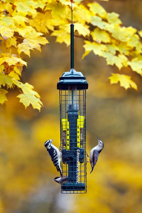Brome Squirrel Buster Suet Bird Feeder 1106 hanging from a tree with two birds feeding, surrounded by autumn leaves.