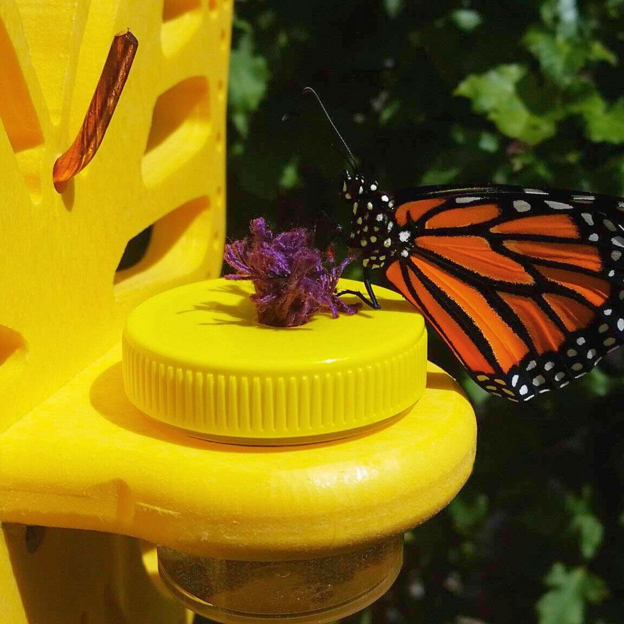 Photograph of a monarch butterfly feeding on purple yarn atop a bright yellow feeder with a ribbed cap and a copper wire detail in an outdoor garden setting