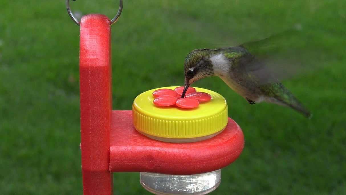 Photograph of a hummingbird feeding from a red and yellow bird feeder with a flower-shaped top against a blurred green background