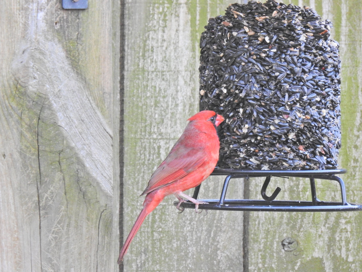 Photograph of a vibrant red Northern Cardinal perched on a black metal bird feeder filled with dark seeds against a weathered gray wooden fence featuring a bright red plumage long tail and a hooked metal perch