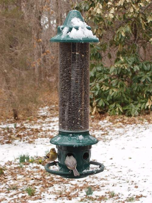Brome Squirrel Buster Plus Bird Feeder w/ Cardinal Perch Ring 1024