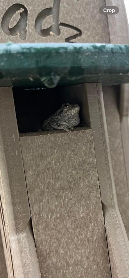 Tree frog relaxing inside the JCS Wildlife Lily Pad Poly Lumber Tree Frog Condo.
