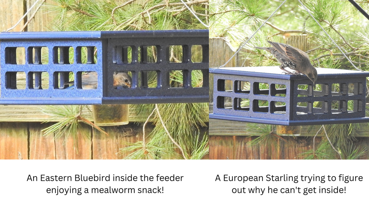 Eastern Bluebird enjoying mealworms in JCS Wildlife Recycled Poly Lumber Deluxe Caged Platform feeder while Starling is denied access.