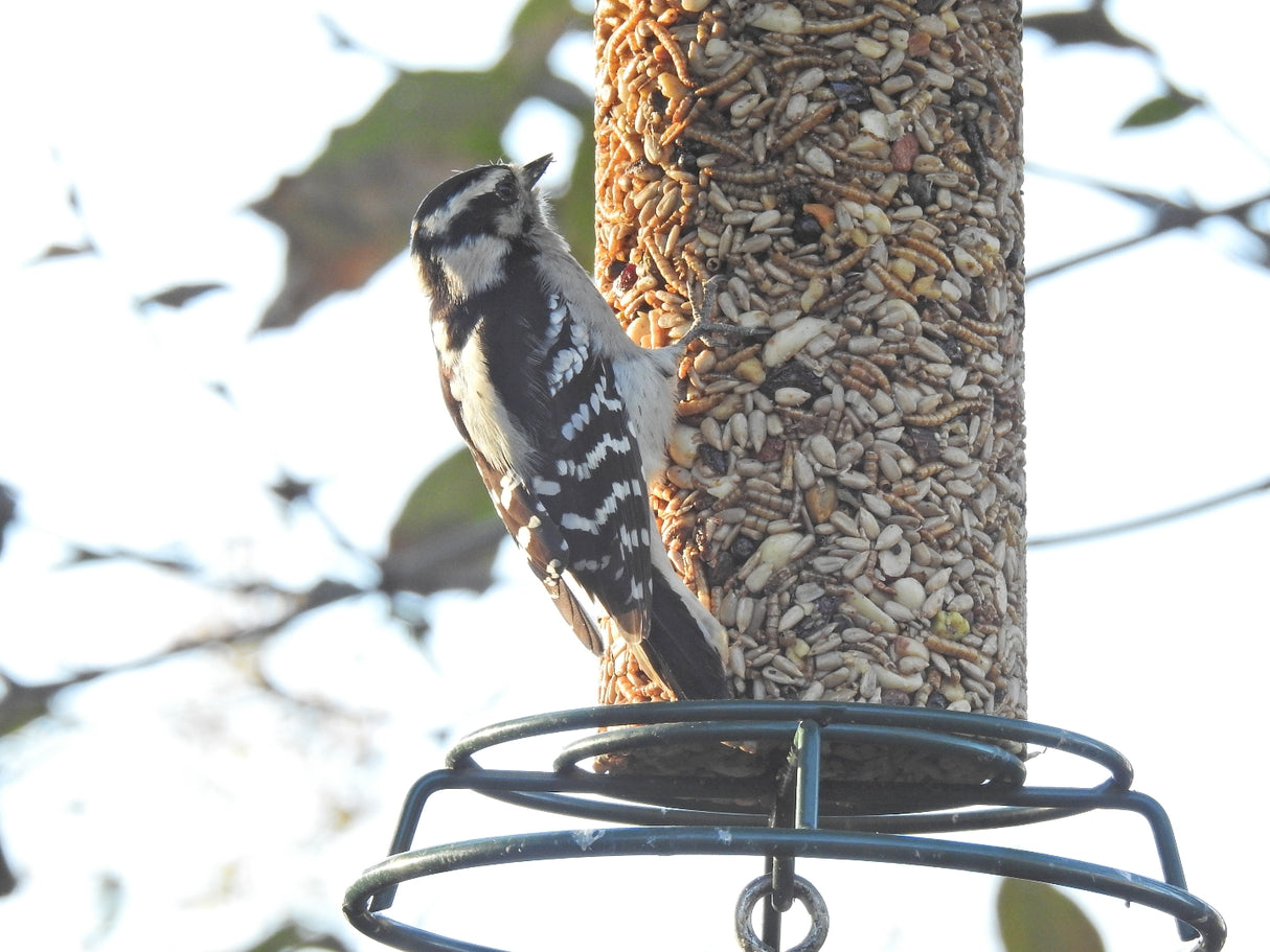 Photograph of a Downy Woodpecker on a backyard bird feeder filled with sunflower seeds mealworms and nuts exhibiting black and white plumage and a red patch on its head