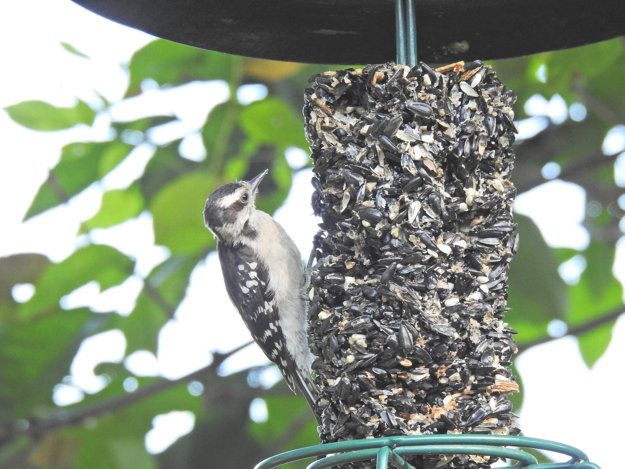 Photograph of a Downy Woodpecker on a backyard bird feeder amongst green leaves featuring a black and white speckled bird a dark cylindrical suet cake and bright green feeder