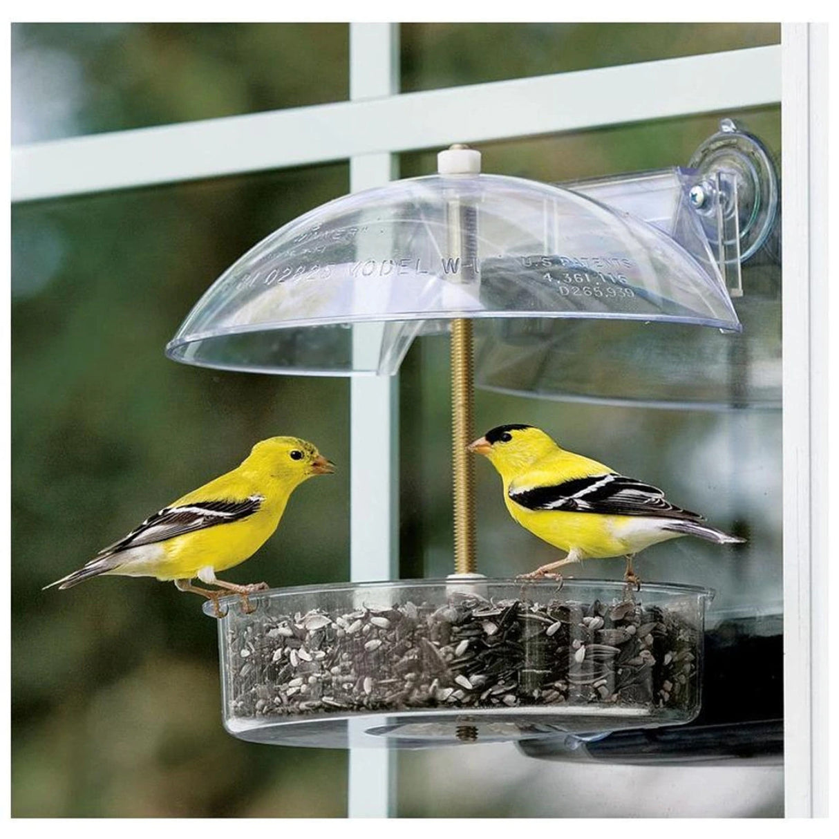 Droll Yankees Window Birdfeeder showcasing two yellow birds feeding on seeds, perfect for birdwatching from your window.