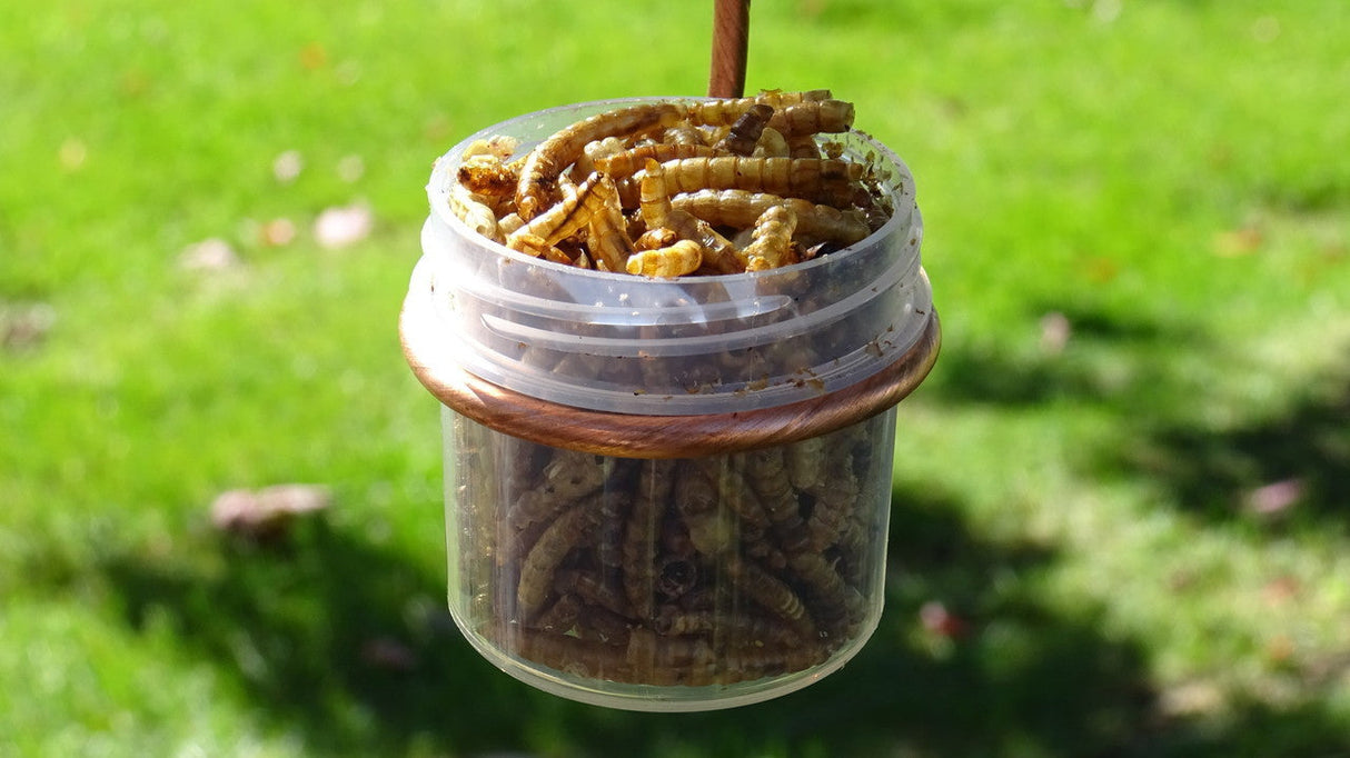 Photograph of a clear plastic jar with a copper band containing dried mealworms hanging outdoors against a blurred green background of grass