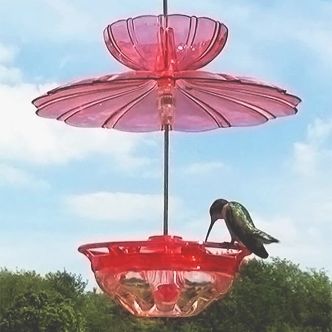 Aspects 436 Humm Blossom Accessory Kit with a hummingbird feeding, showcasing the dome and ant moat.