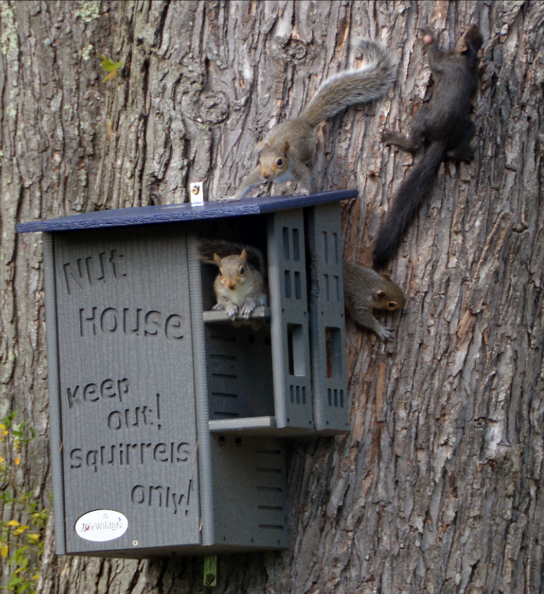 Photograph of four gray squirrels interacting with a gray Nut House bird feeder attached to a tree trunk featuring the text Keep out! Squirrels only! and showcasing a dark blue roof, intricate detailing, and bushy gray tails