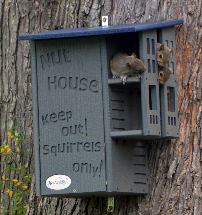 Photograph three gray squirrels inside a gray and blue Jos Wildlife Nut House mounted on a tree trunk the house features the words Nut House keep out squirrels only and has small blue accents