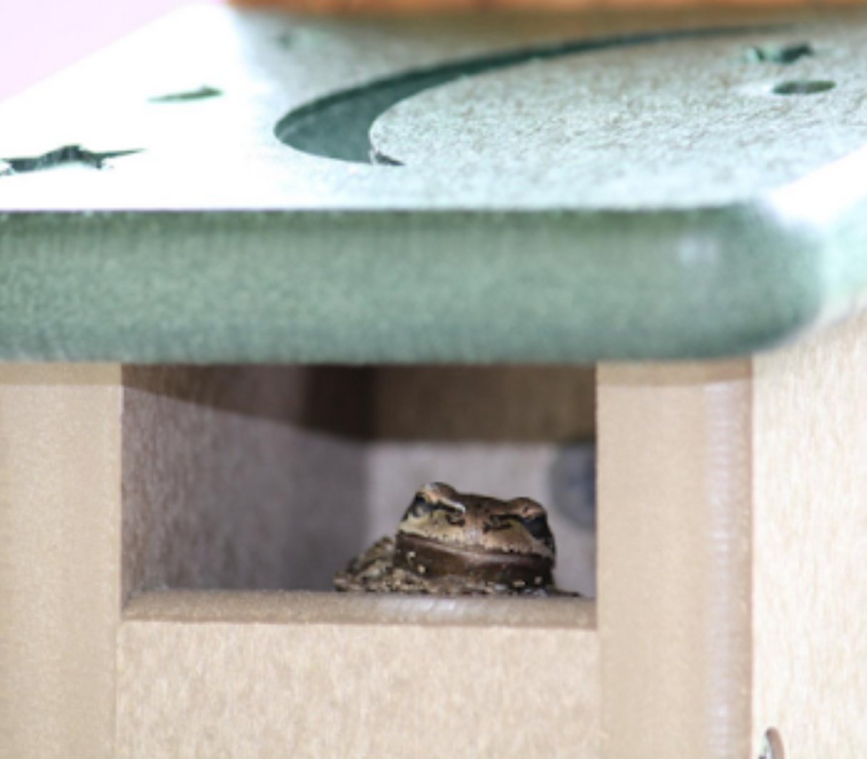 Tree frog relaxing inside the JCS Wildlife Lily Pad Poly Lumber Tree Frog Condo, featuring a lily pad roof and cozy design.