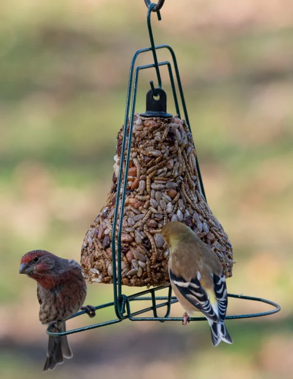Photograph of a house finch and an American goldfinch feeding on a bell-shaped bird feeder filled with seeds and insects outdoors showcasing vibrant plumage, a dark metal frame, and a blurry green background
