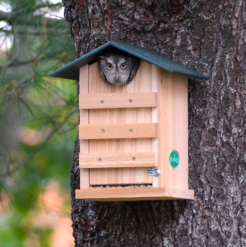 JCS Wildlife Cedar Screech Owl Nest Box with Poly Lumber Roof featuring a Screech Owl peering out.