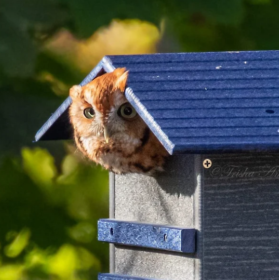 Trisha Art Photography Eastern Screech Owl peeking from a blue-roofed birdhouse with bright yellow-green foliage and a gray-blue body a curious expression and striking orange-brown feathers