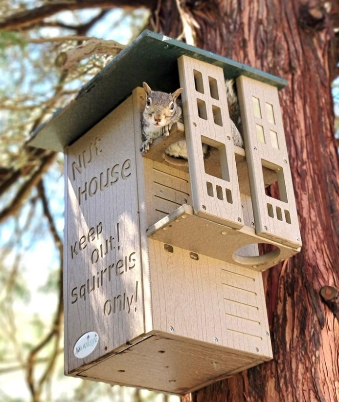 Photograph of a gray squirrel in a Niji House birdhouse attached to a tree featuring a green roof, tan wood-like material, and the words Keep out! Squirrels only!