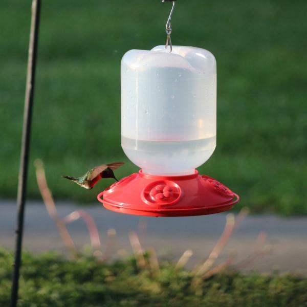 Photograph hummingbird feeding at a red and clear plastic feeder with flower-shaped accents in a backyard setting