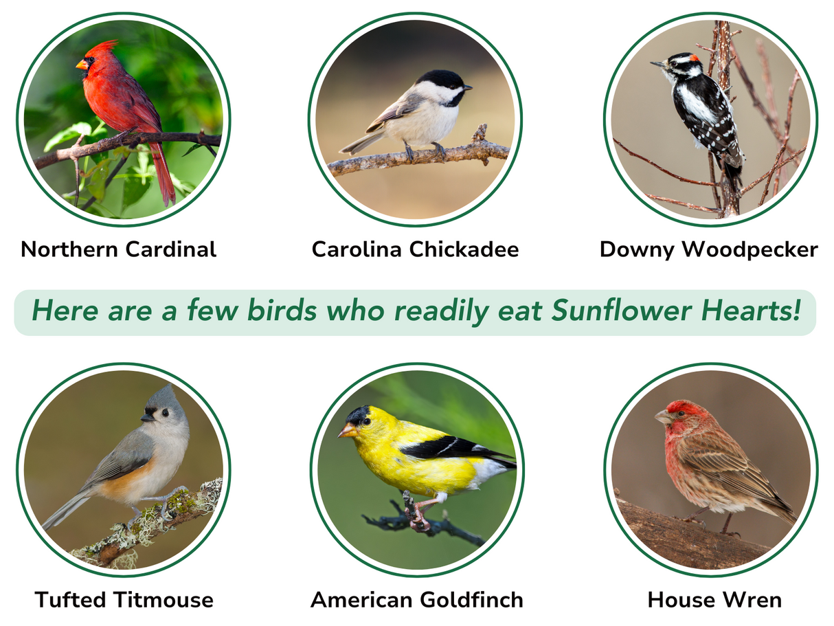 What birds use JCS Wildlife Squirrel Stopper Sunflower Hearts 10lbs Loose Seed