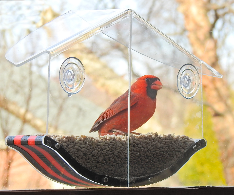 JCS Wildlife Swoop Window Bird Feeder with a red cardinal enjoying seeds inside, showcasing its clear acrylic design.